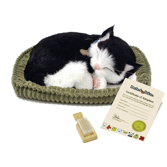 PPetz B&W Shorthair Kitten