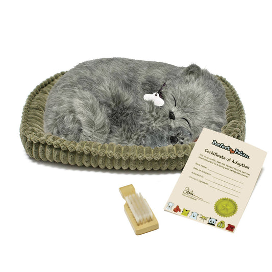 Gray Shorthair Kitten