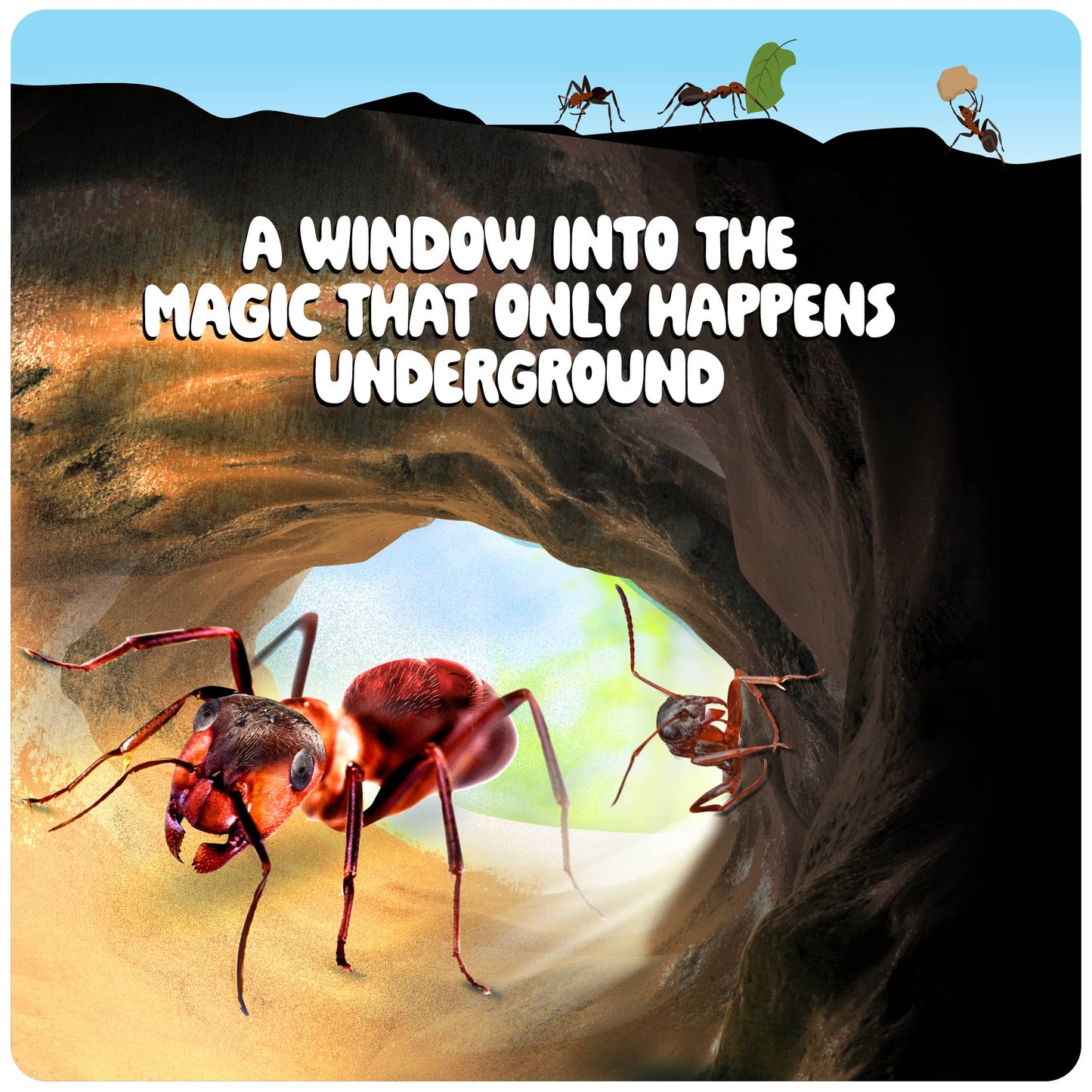 Ant Farm Kit for Kids