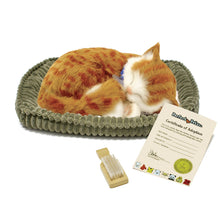 Load image into Gallery viewer, PPetz Orange Tabby Kitten
