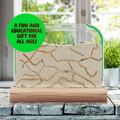 Ant Farm Kit for Kids
