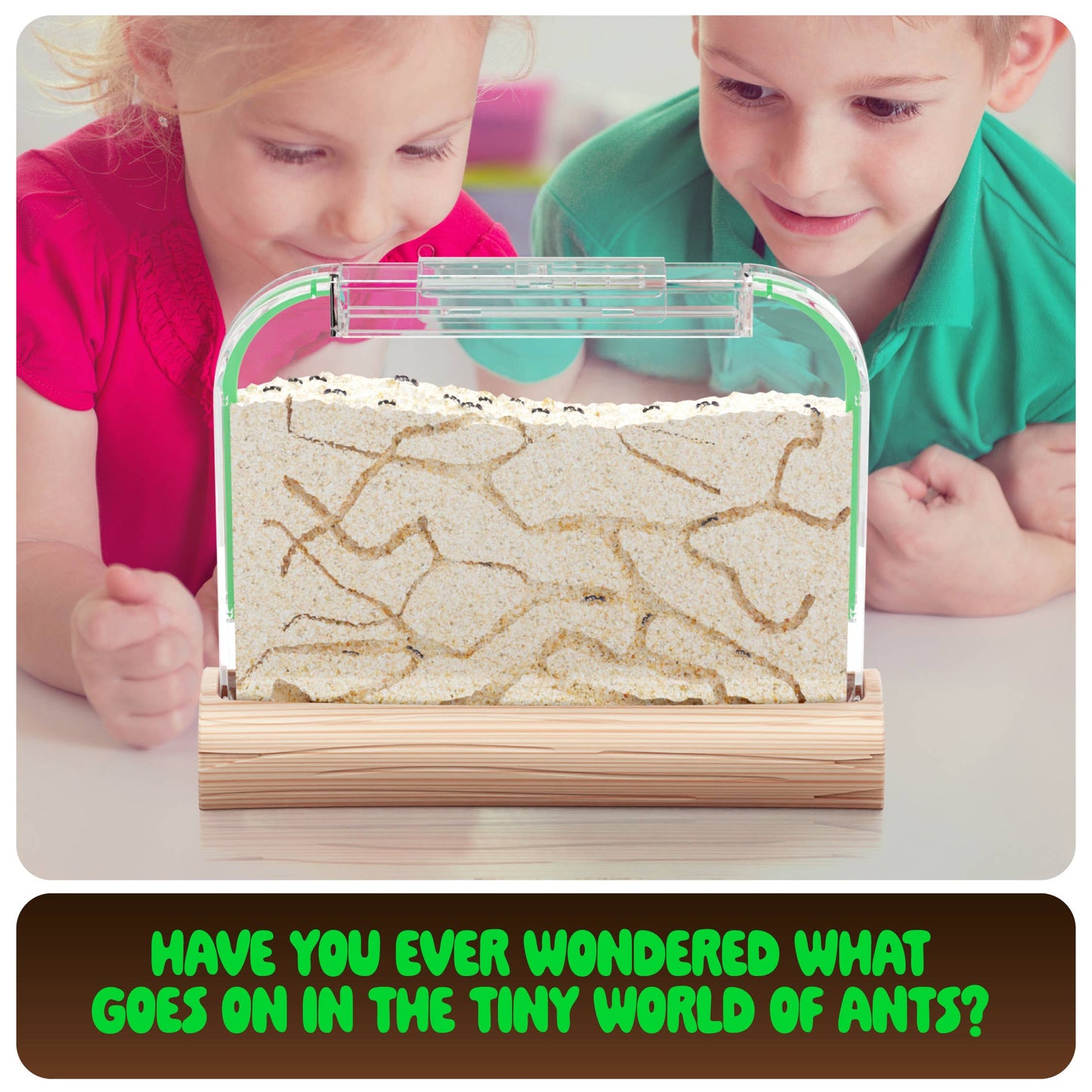 Ant Farm Kit for Kids