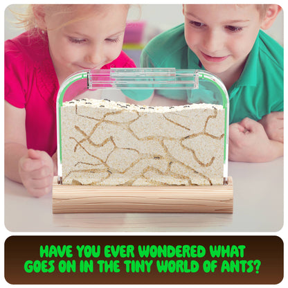 Ant Farm Kit for Kids