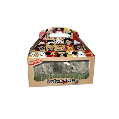 Gray Shorthair Kitten