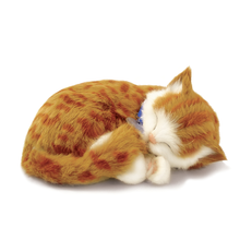 Load image into Gallery viewer, PPetz Orange Tabby Kitten
