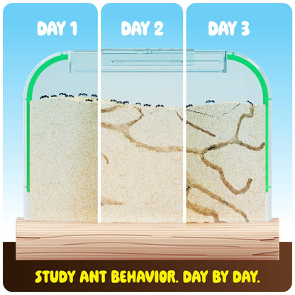 Ant Farm Kit for Kids