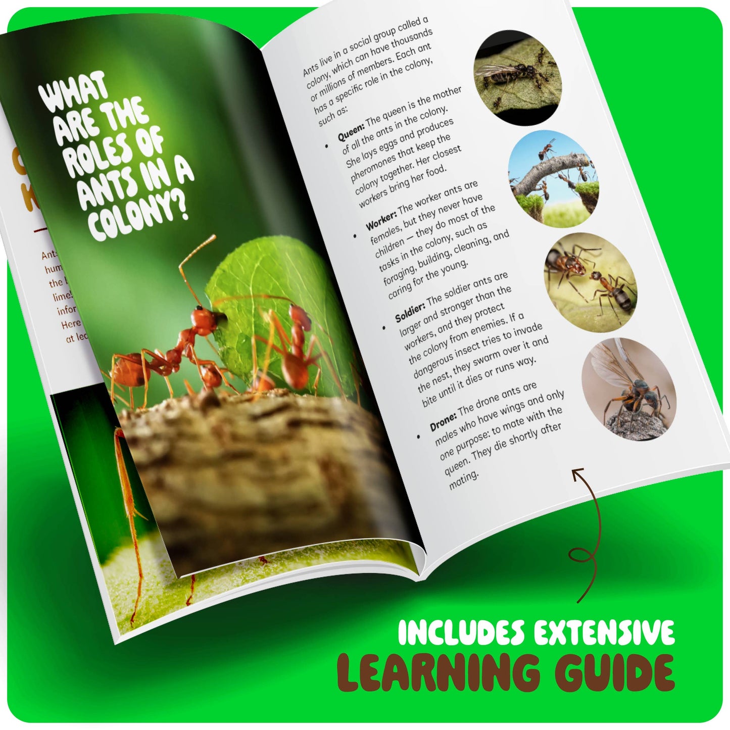 Ant Farm Kit for Kids