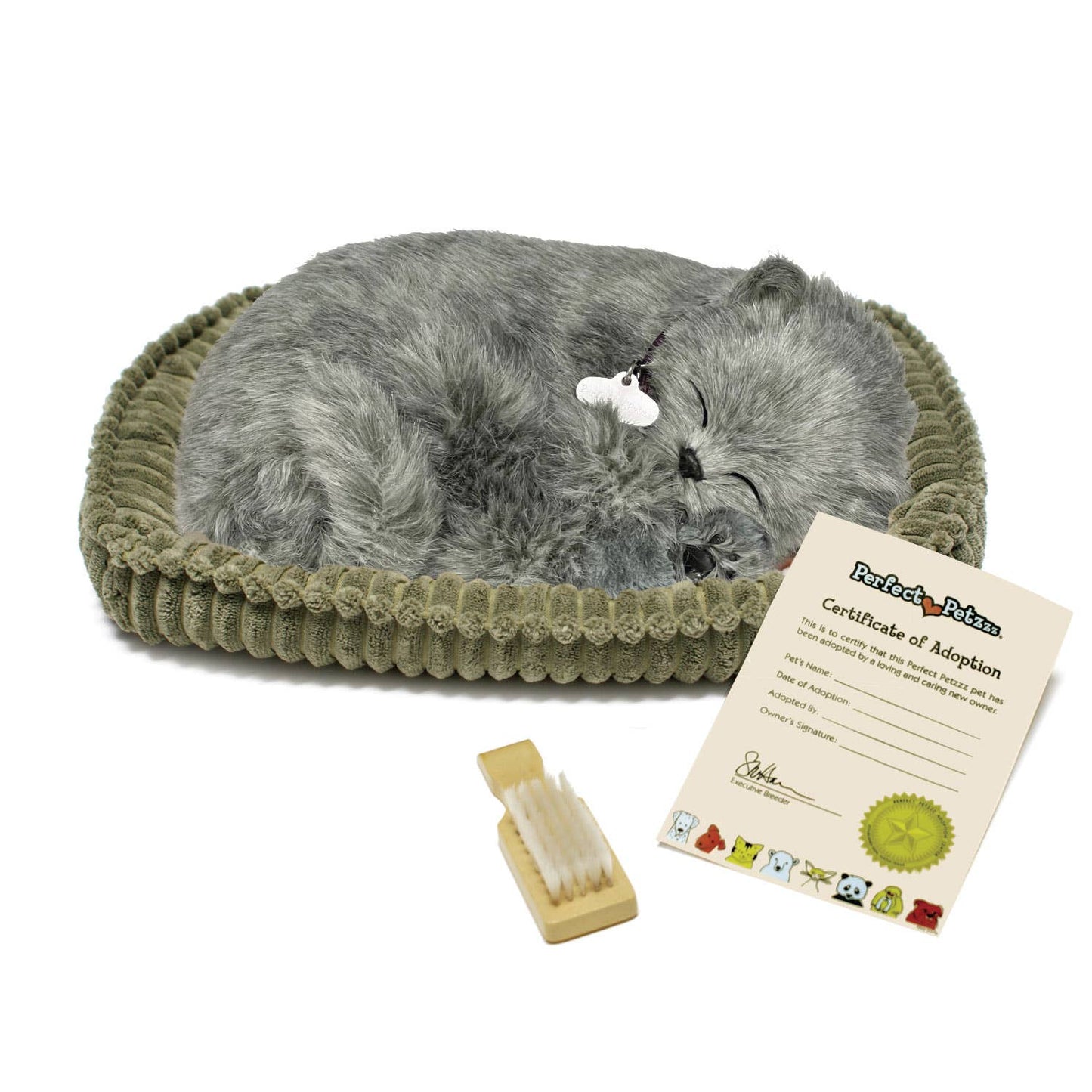 Gray Shorthair Kitten