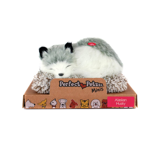 Mini Alaskan Husky